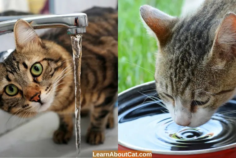 Can Cats Drink Spring Water? (Spring Water vs. Tap Water) LearnAboutCat