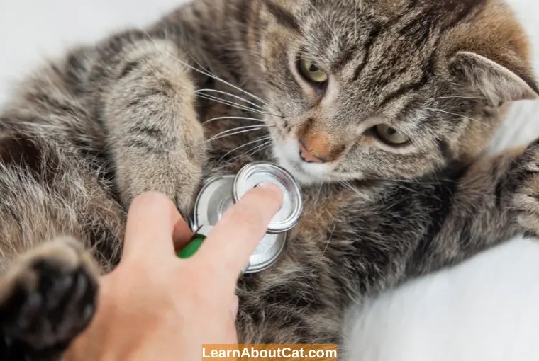 Why Is My Cat Throwing Up Hairballs Daily? And How to Stop It LearnAboutCat