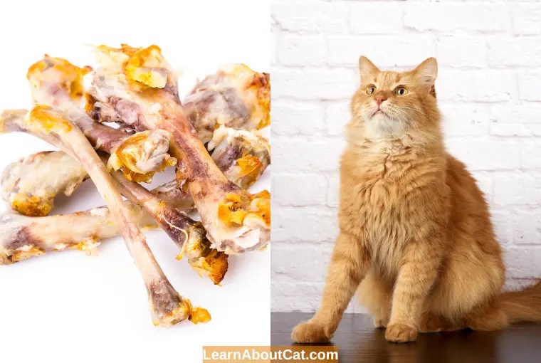 Can Cats Eat Cooked Chicken Bones? Cooked Vs. Raw [Explained
