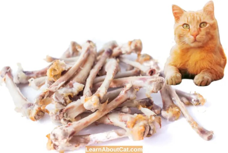 Can Cats Eat Cooked Chicken Bones? Cooked Vs. Raw [Explained