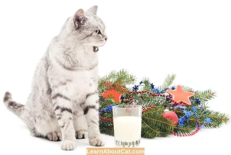 Can Cats Drink Milk? Are Cats Lactose Intolerant? LearnAboutCat