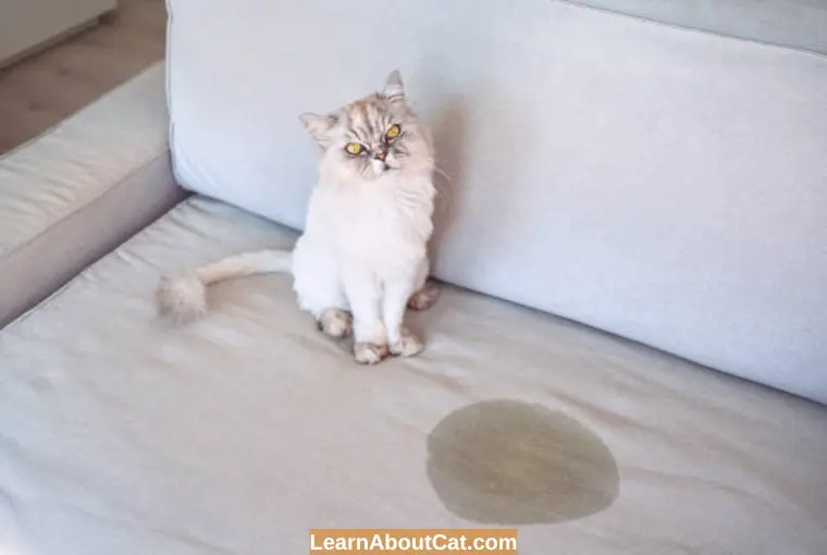 The Ultimate Guide to How to Get Cat Pee Out of a Couch? [Easy Methods] LearnAboutCat