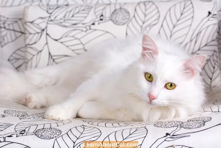 Why Is My Cat Shedding So Much? Causes and Prevention LearnAboutCat