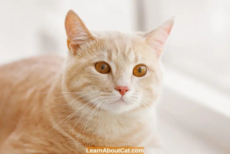 My Cat Is Eating And Drinking But Not Peeing Why? How to Help