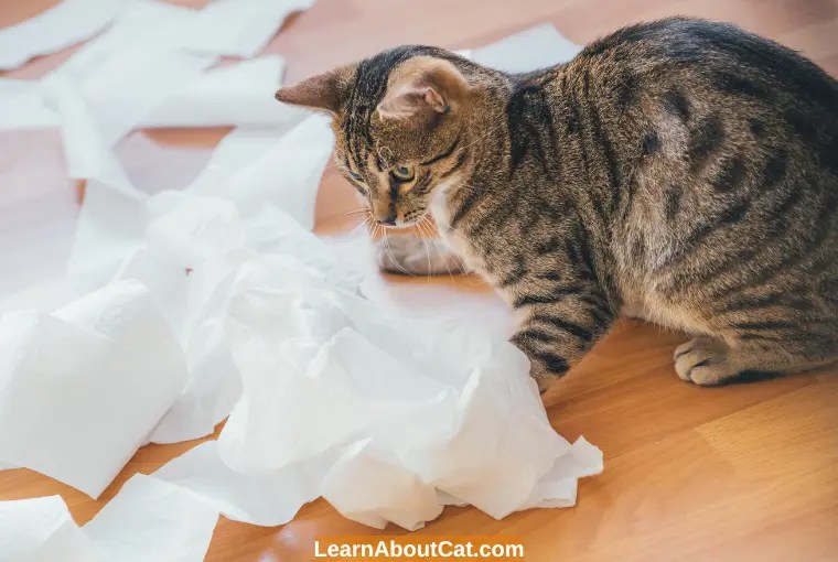 Why is My Cat Eating Paper? Is It Safe [Explained] LearnAboutCat