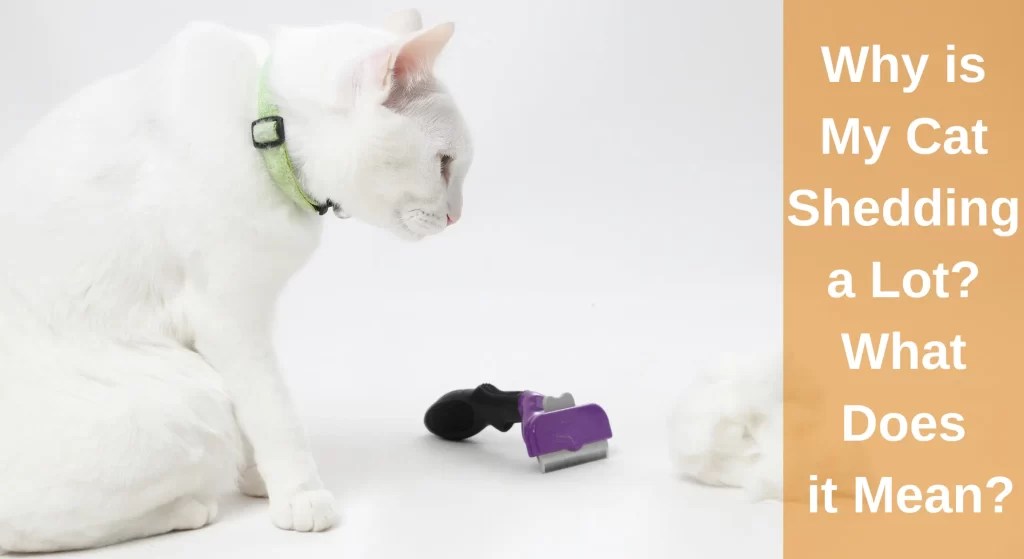 Why Is My Cat Shedding So Much? Causes and Prevention LearnAboutCat