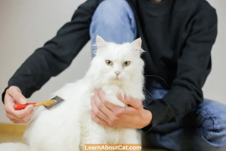 Why Is My Cat Shedding So Much? Causes and Prevention LearnAboutCat
