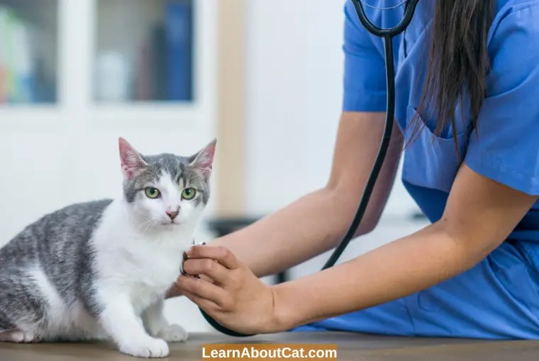 Why Is My Cat Throwing Up Hairballs Daily? And How to Stop It LearnAboutCat