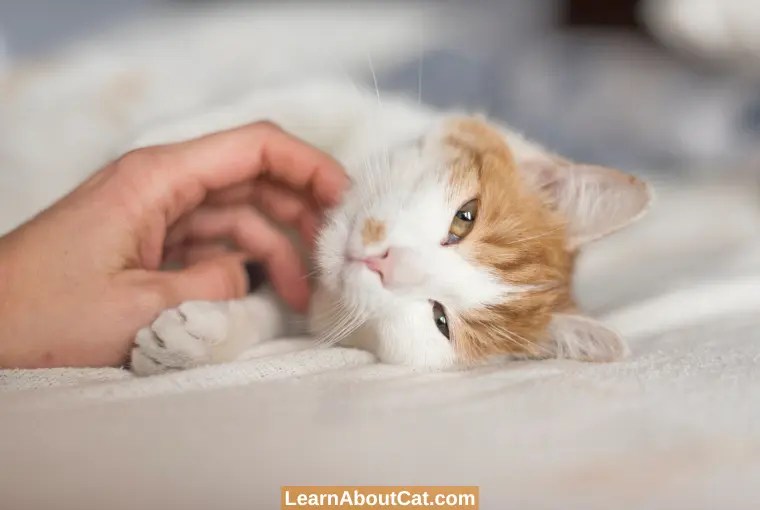 My Kitten is Weak And Sleepy How to Care for a Sick Kitten [A Guide