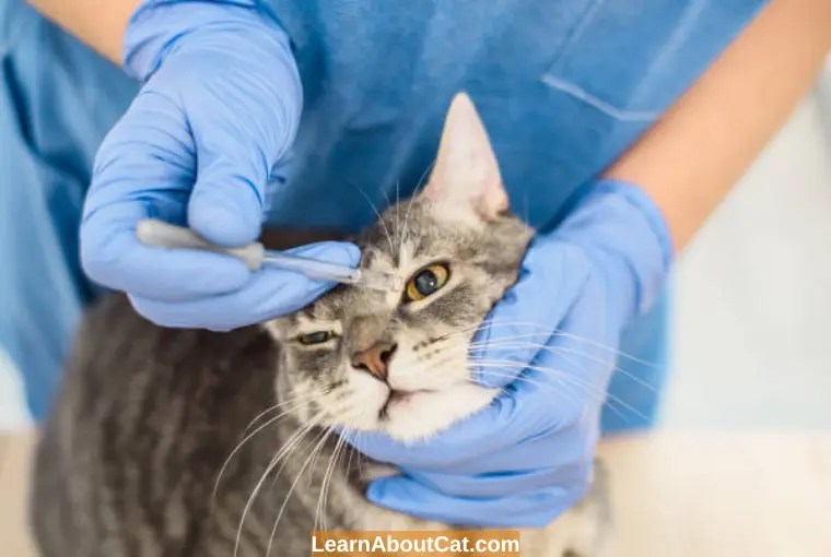 Can You Use Human Eye Drops on Cats? Are Human Eye Drops Safe for Cats