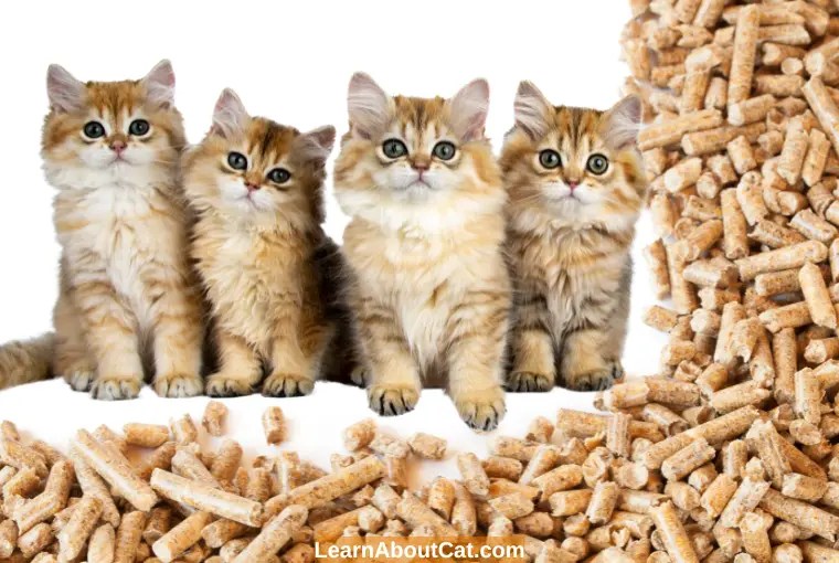 Are Pine Pellets Safe for Cats? Things You Need To Know LearnAboutCat