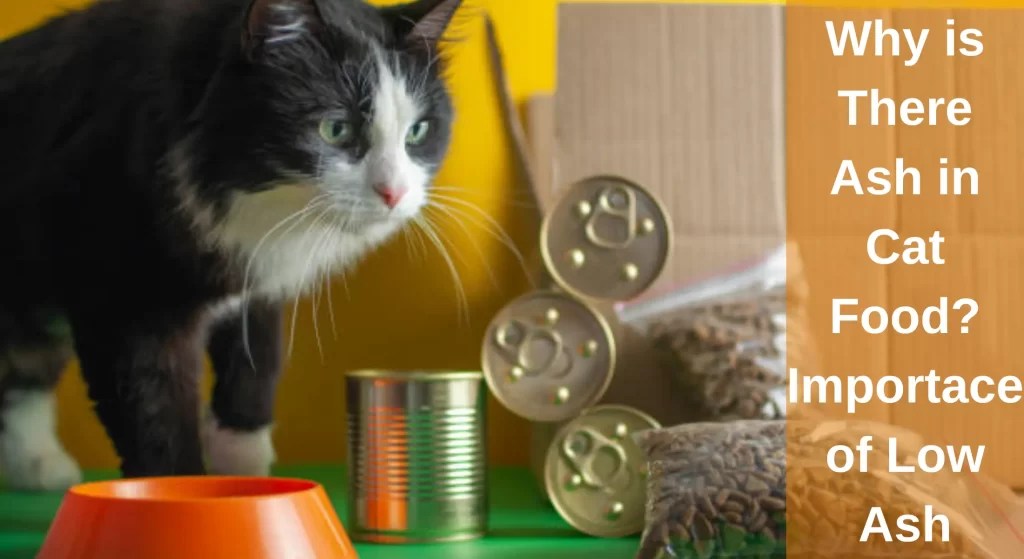 Why is There Ash in Cat Food? Importance of Low Ash LearnAboutCat