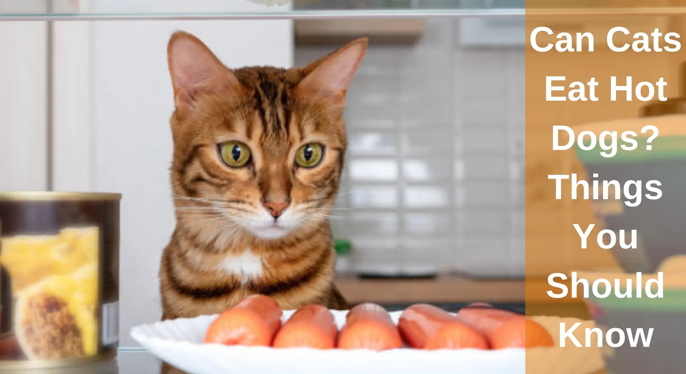Are Eggs Good For Dogs And Cats