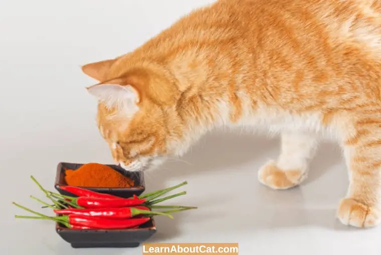 Can Cats Taste Spicy Food? Understanding Cats' Tolerance for Spicy