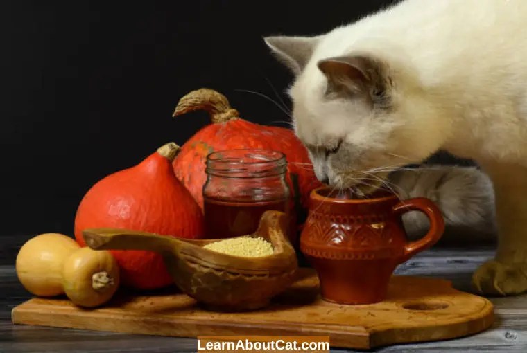 Can Cats Taste Spicy Food? Understanding Cats' Tolerance for Spicy