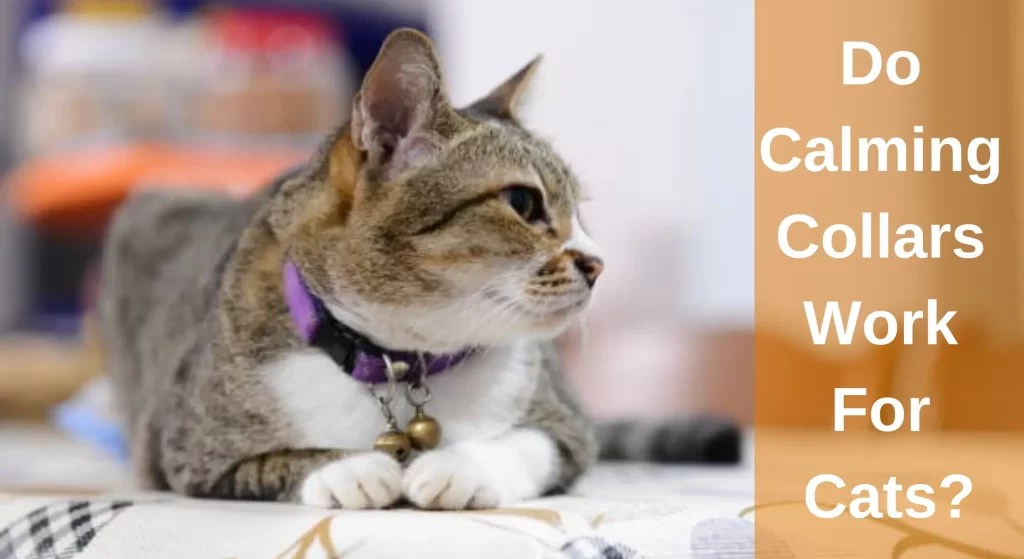 Do Calming Collars Work For Cats? Top Tips To Reduce Anxiety and Stress in Cats LearnAboutCat