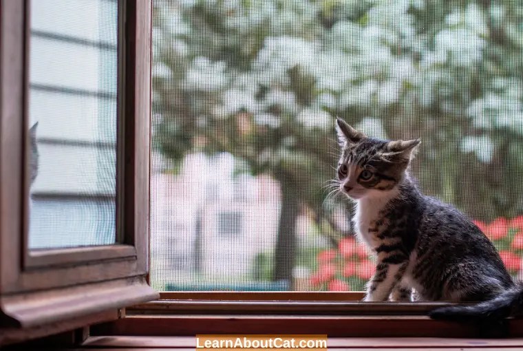 How Long Can You Leave a Cat Alone Safely? Things You Need To Know
