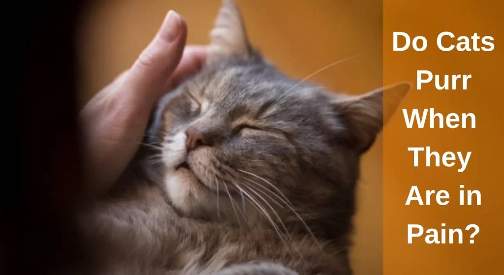 Do Cats Purr When They Are in Pain? Learn the Facts About Purring