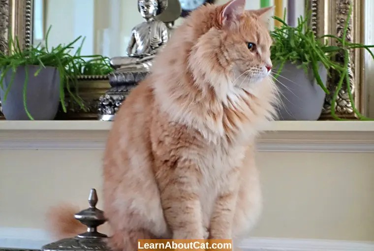 When Do Male Cats Go Into Heat? [Explained] LearnAboutCat