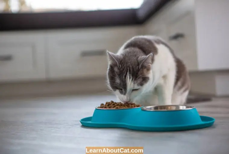 Why is There Ash in Cat Food? Importance of Low Ash LearnAboutCat