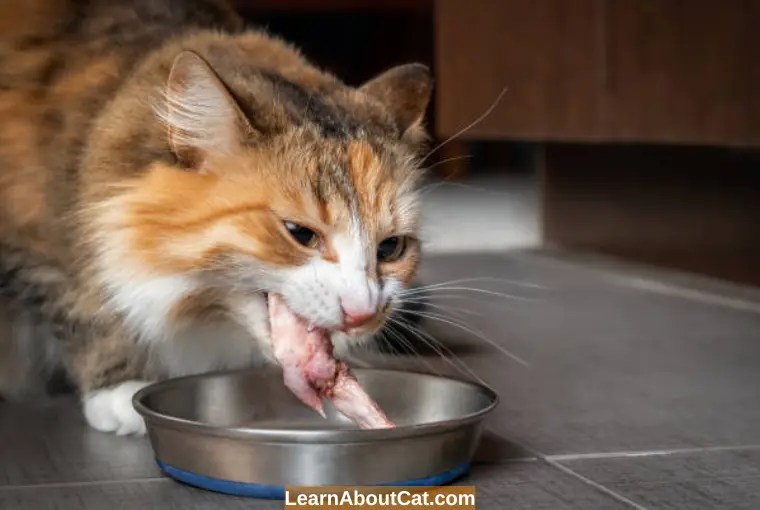 Can I Feed My Cat Chicken Every Day? [Answerd] LearnAboutCat