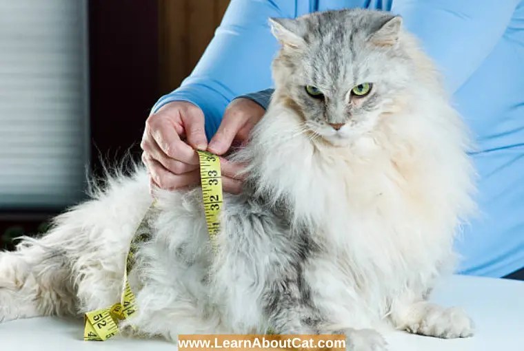 The Ultimate Guide to How to Help a Cat Lose Weight with Multiple