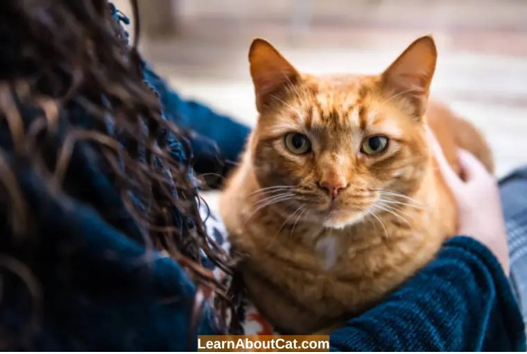 Why Is My Cat Walking Weird On Its Back Legs?[Wobbly, Weak, And Stiff