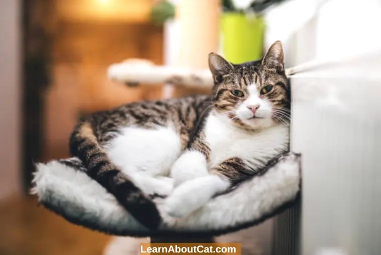 When Do Male Cats Go Into Heat? [Explained] LearnAboutCat