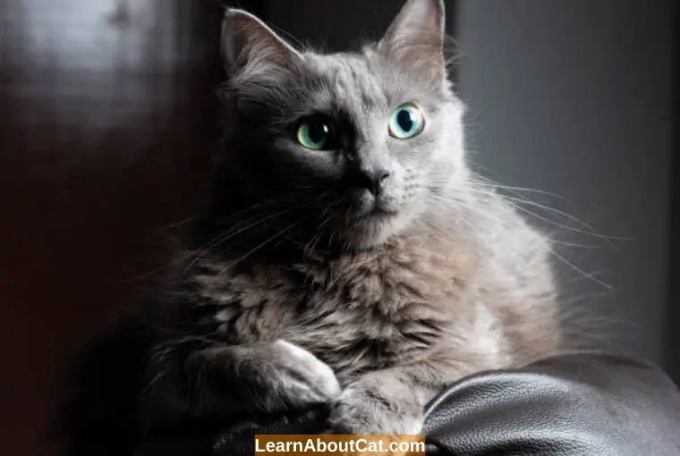 Disoriented Cat with Dilated Pupils Why And How To Help LearnAboutCat