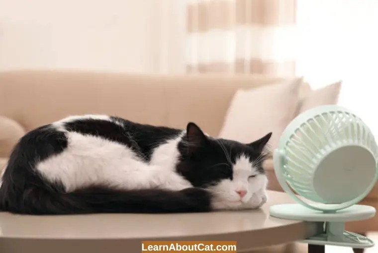 The Ultimate Guide to What Temperature Do Cats Like? LearnAboutCat