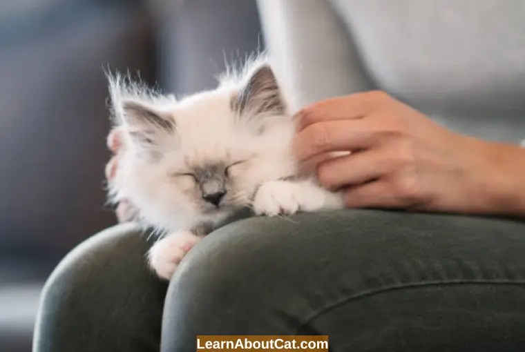 Do Cats Purr When They Are in Pain? Learn the Facts About Purring LearnAboutCat