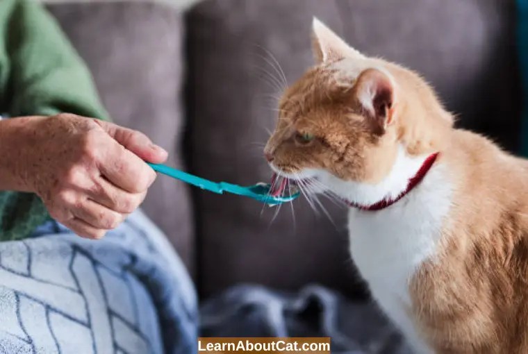 Older Cat Not Eating But Drinking Reasons And How to Help LearnAboutCat