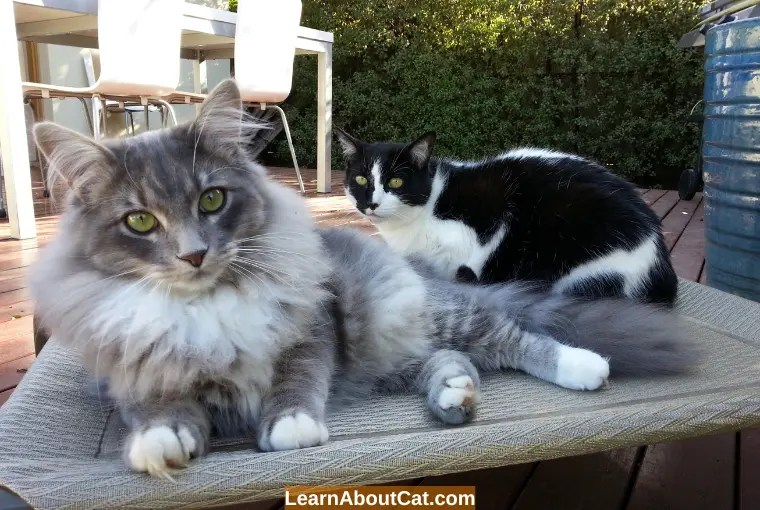 Do Calming Collars Work For Cats? Top Tips To Reduce Anxiety and Stress