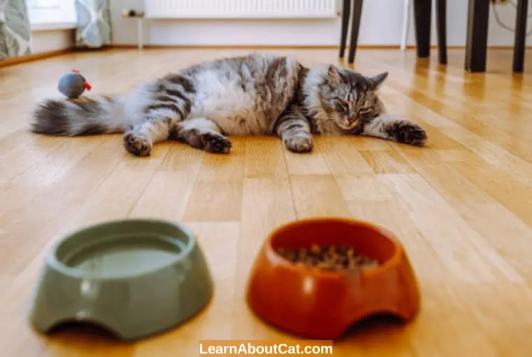 Cat Not Eating or Drinking How Long Can a Cat Survive? LearnAboutCat