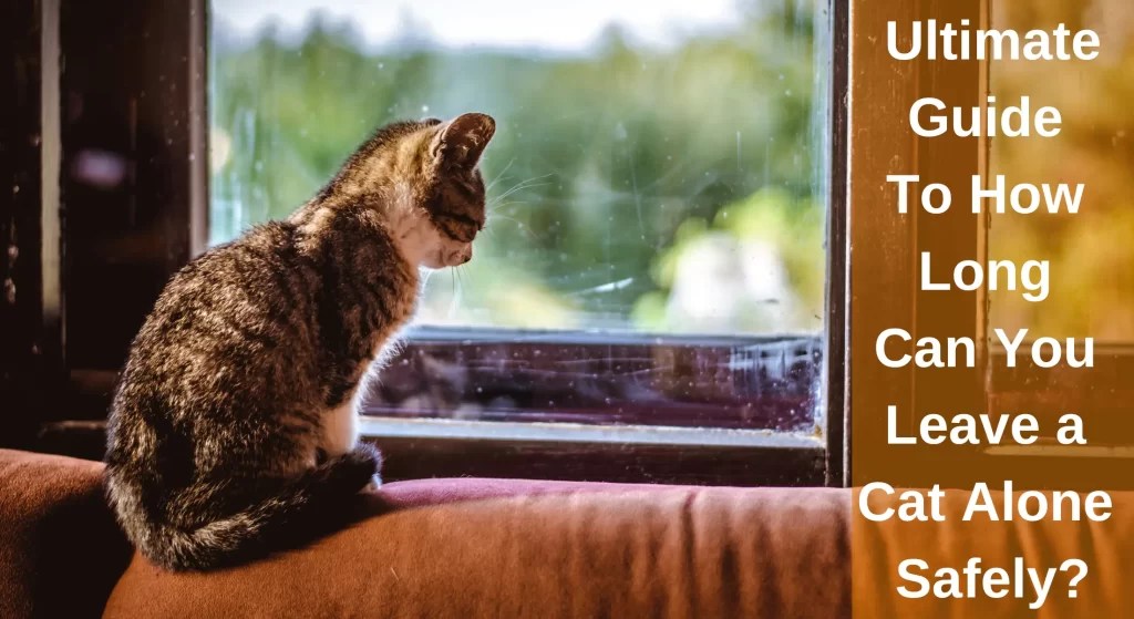 How Long Can You Leave a Cat Alone Safely? Things You Need To Know LearnAboutCat