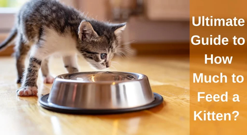 The Ultimate Guide to How Much to Feed a Kitten? Ketten Feeding 101