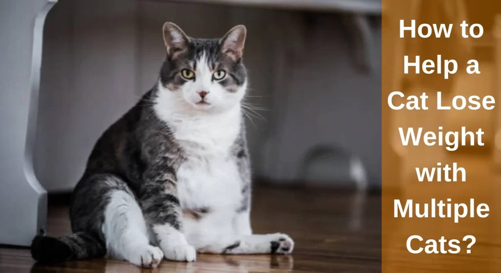 The Ultimate Guide to How to Help a Cat Lose Weight with Multiple