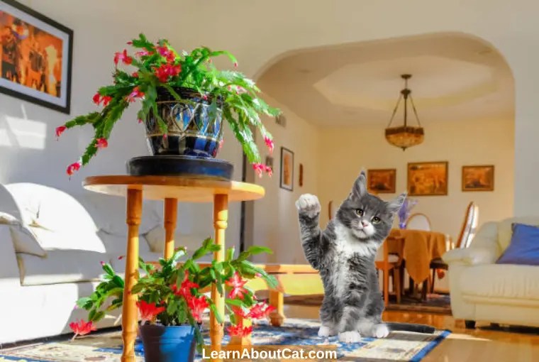 Is Christmas Cactus Toxic to Cats? Can Cats Eat Christmas Cacti