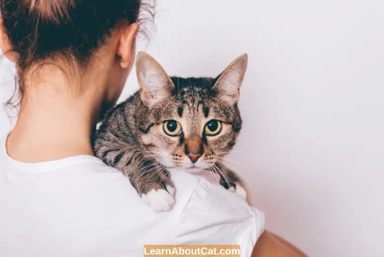 Why Does My Cat's Poop Smell So Bad? Causes and Remedies LearnAboutCat