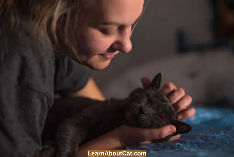 Where Should Kittens Sleep at Night? First Night LearnAboutCat