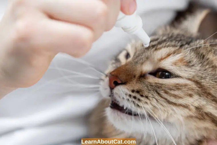 Can You Use Human Eye Drops on Cats? Are Human Eye Drops Safe for Cats