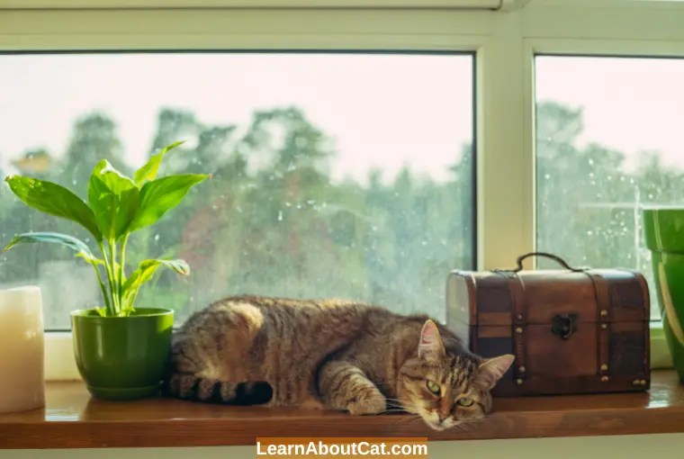 How Long Can You Leave a Cat Alone Safely? Things You Need To Know