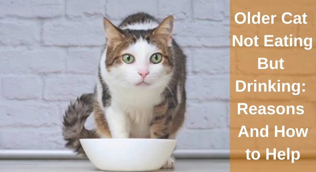 Older Cat Not Eating But Drinking Reasons And How to Help LearnAboutCat