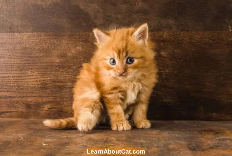 Why Is My Cat Walking Weird On Its Back Legs?[Wobbly, Weak, And Stiff