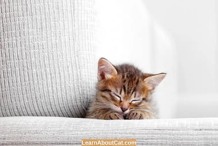 Where Should Kittens Sleep at Night? First Night LearnAboutCat