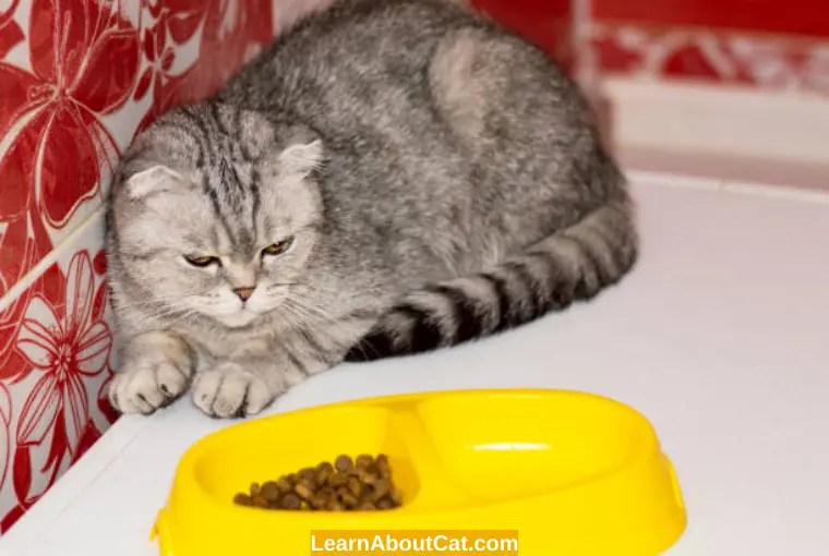 Why is There Ash in Cat Food? Importance of Low Ash LearnAboutCat