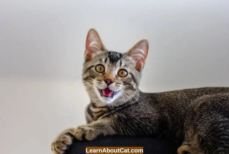 My Cat Sounds Congested When Breathing Noisy Breathing in Cats