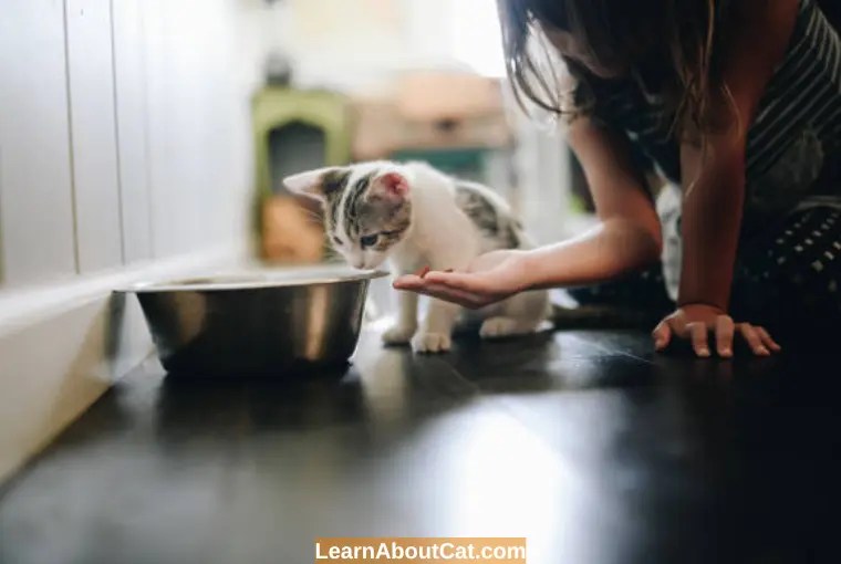 Do Kittens Need Wet Food? All You Need To Know LearnAboutCat