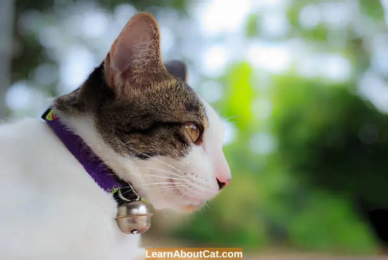 Do Calming Collars Work For Cats? Top Tips To Reduce Anxiety and Stress