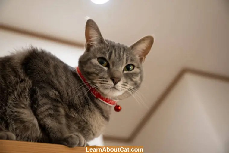 Do Calming Collars Work For Cats? Top Tips To Reduce Anxiety and Stress